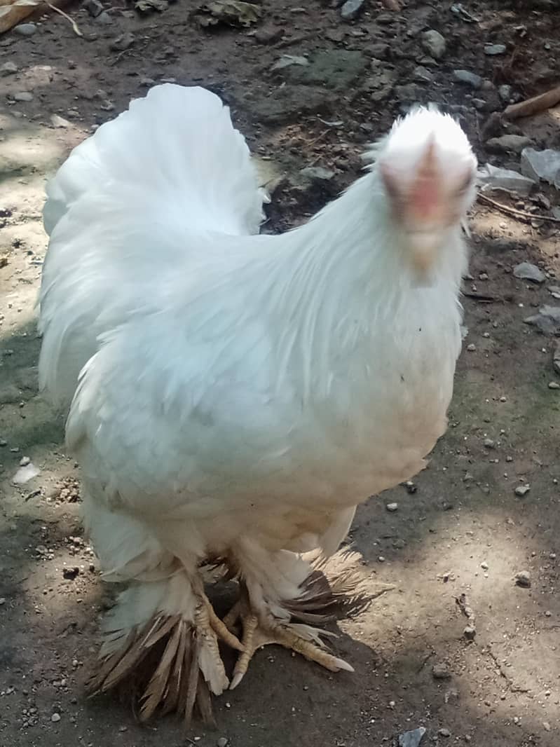 White bantam 7