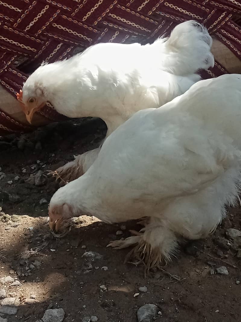 White bantam 8