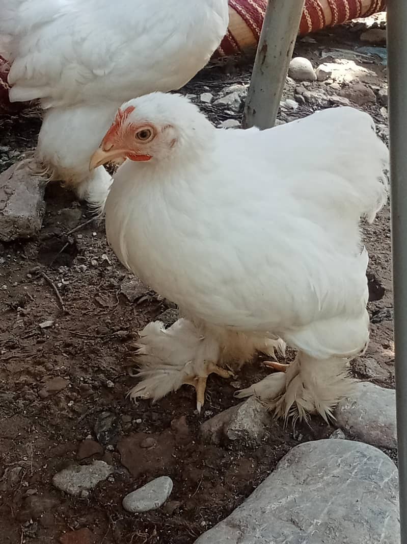 White bantam 9