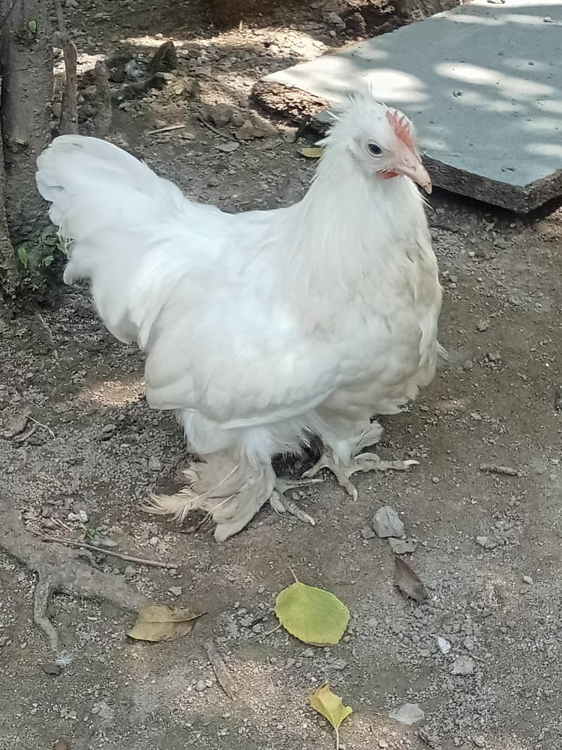 White bantam 10