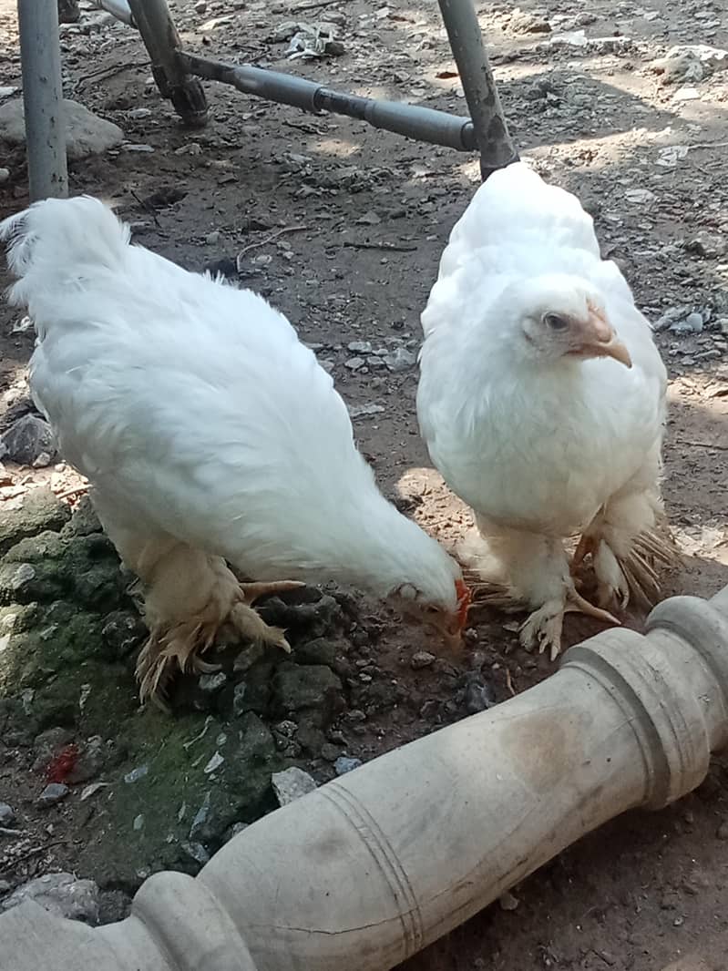 White bantam 11