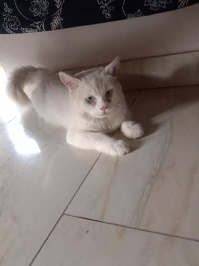 parsian cat