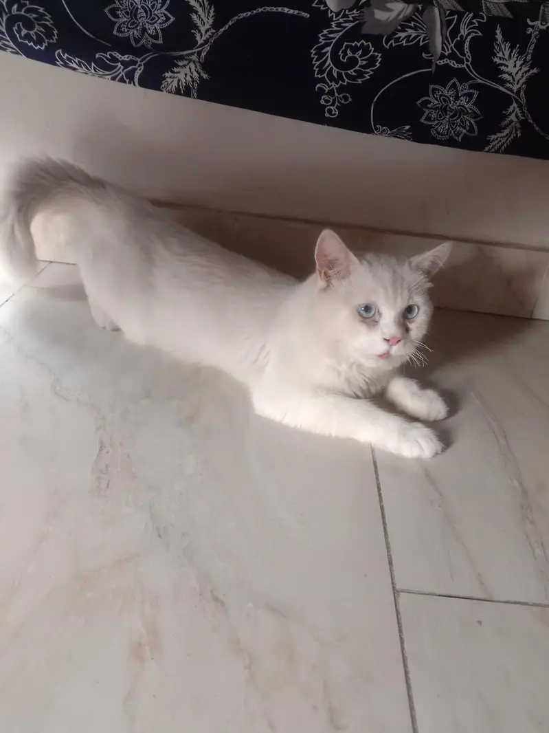 parsian cat — photo 2