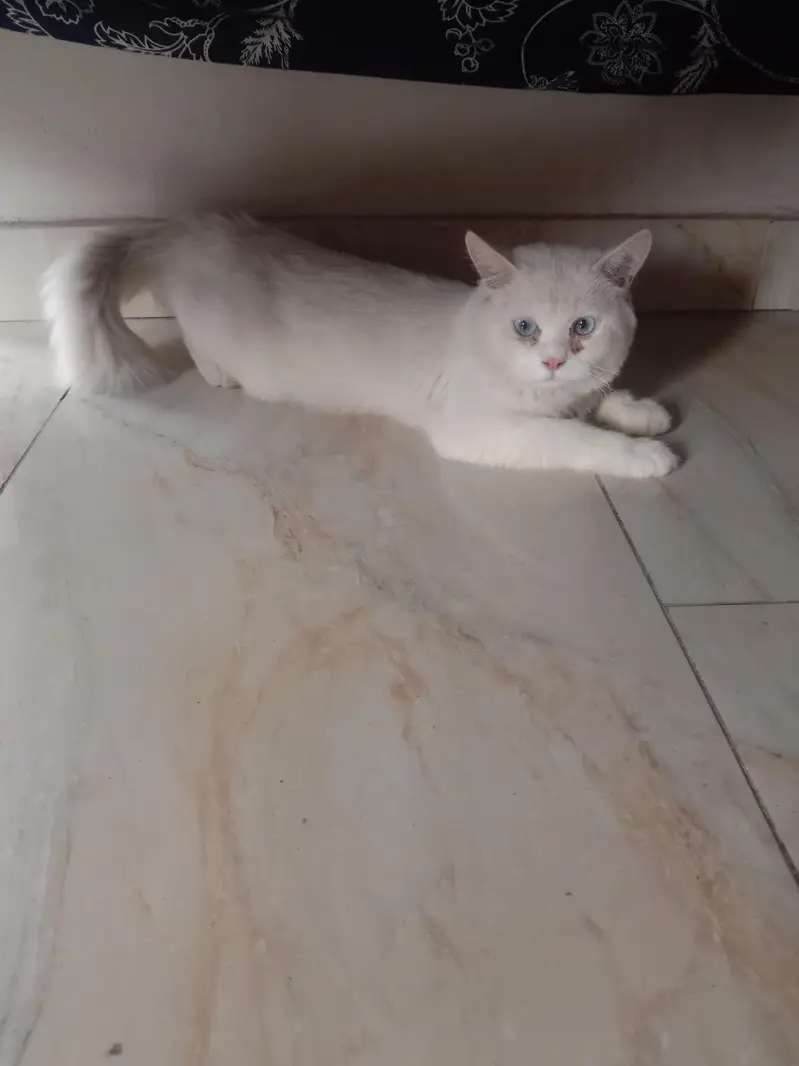 parsian cat — photo 4
