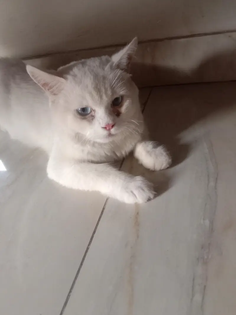 parsian cat — photo 5