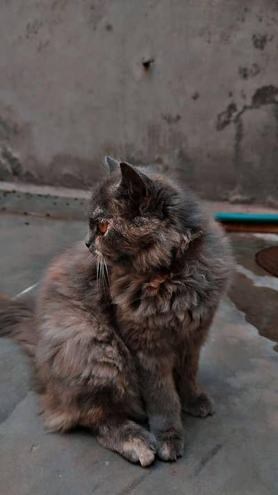 cat for sale vaccine related 3 code potty train all okay