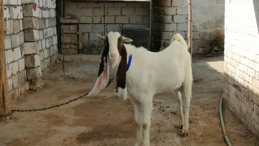 Gulabi (Breader)