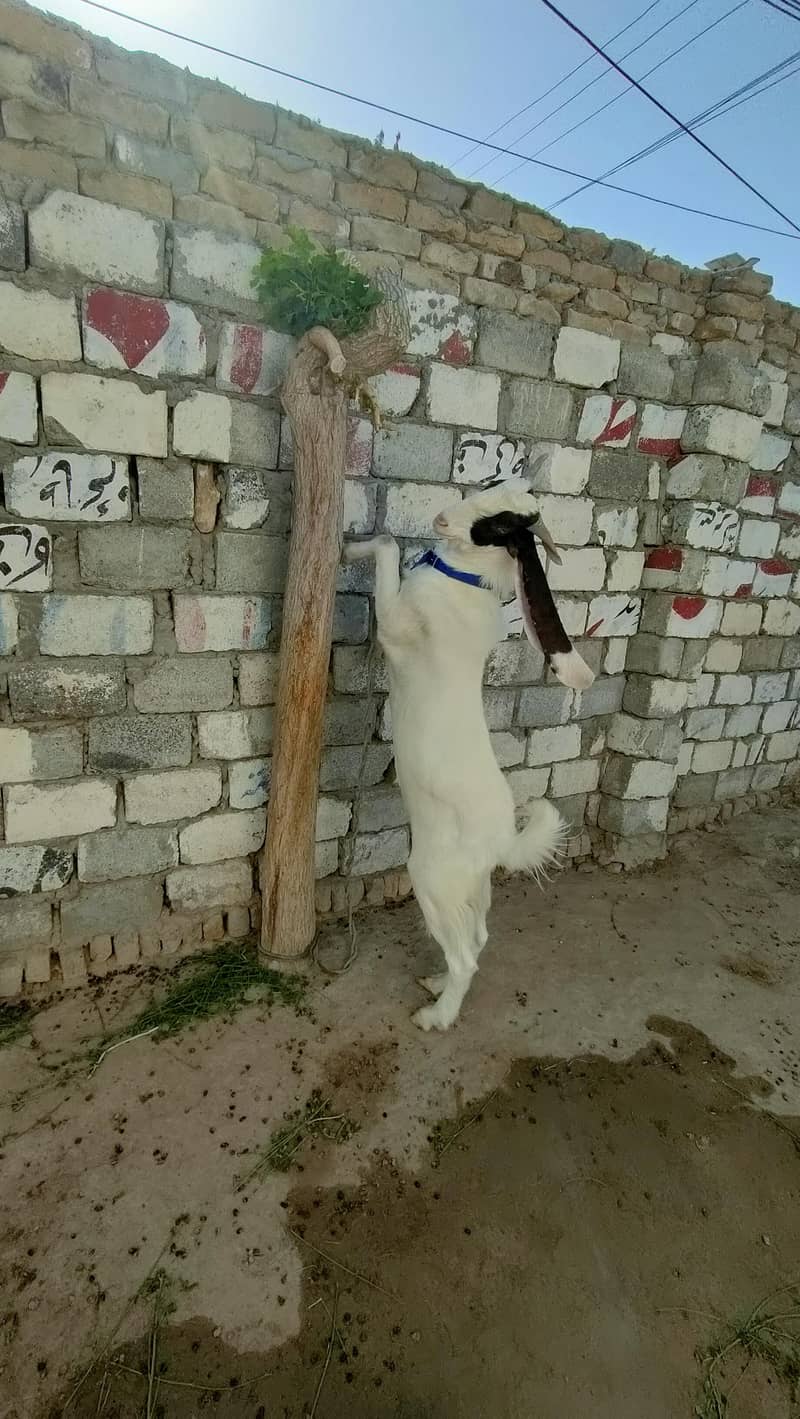 Gulabi (Breader) 2