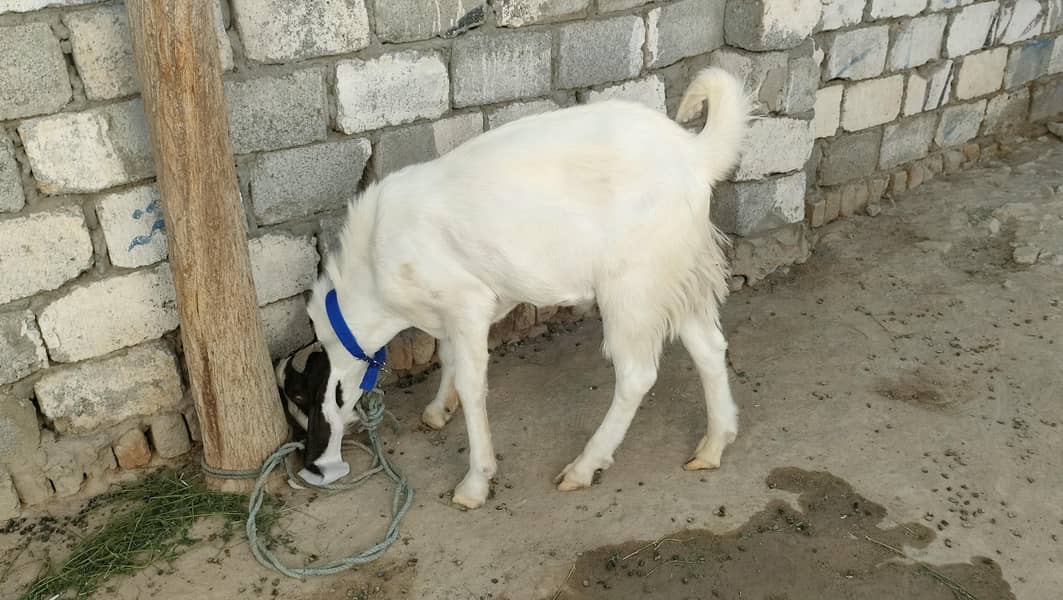 Gulabi (Breader) 4