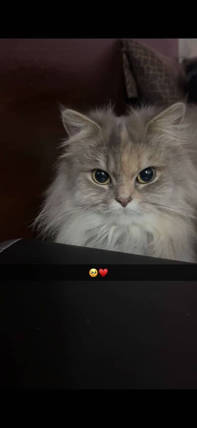 Perisan double coated cat for sale