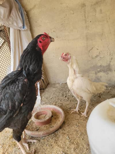 black mian wali or heera ka pair ha best for breed