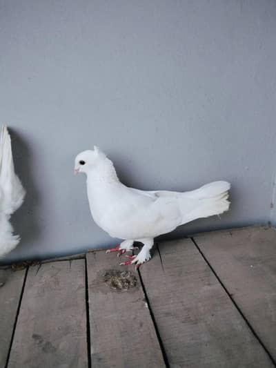 Sentient pigeon
