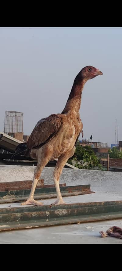 Aseel mianwali pathiyan