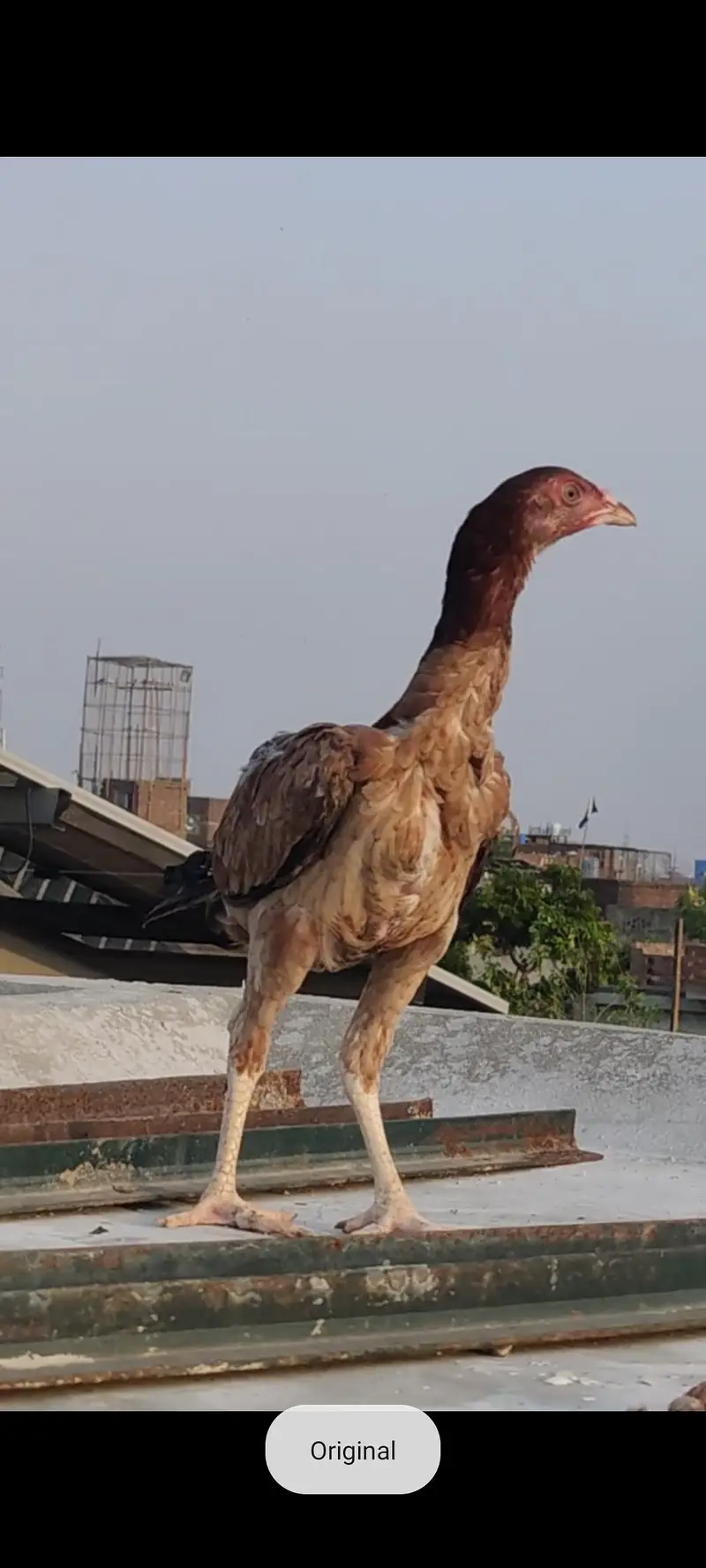 Aseel mianwali pathiyan — photo 2