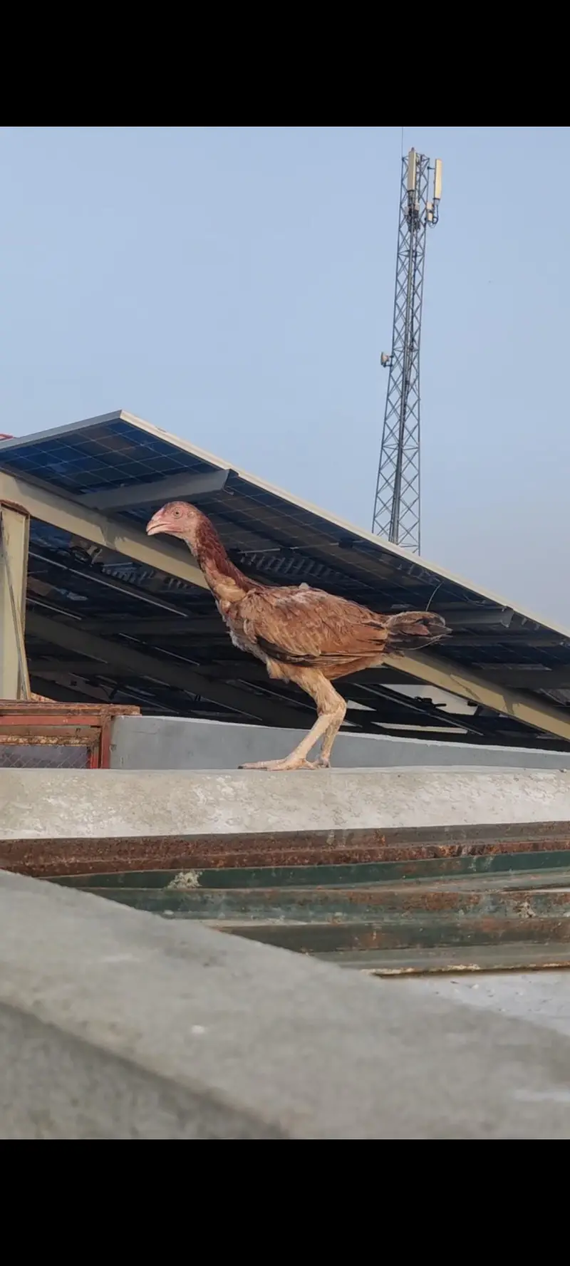 Aseel mianwali pathiyan — photo 3