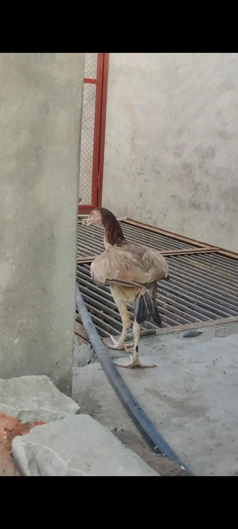 Aseel mianwali pathiyan — photo 4