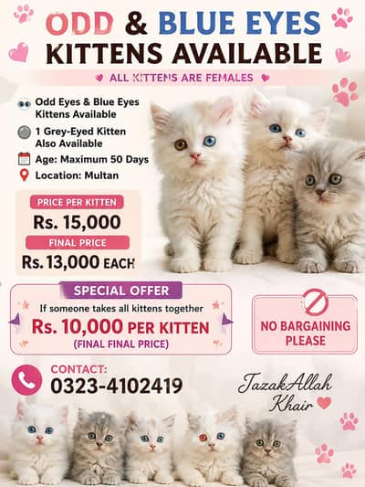 Persian kittens available
