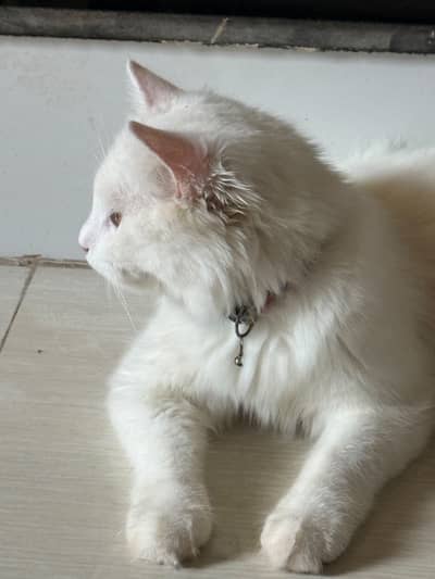 Haze Persian Male for sale