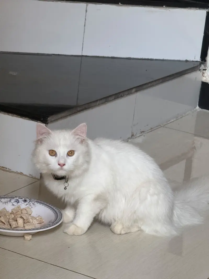Haze Persian Male for sale — photo 2