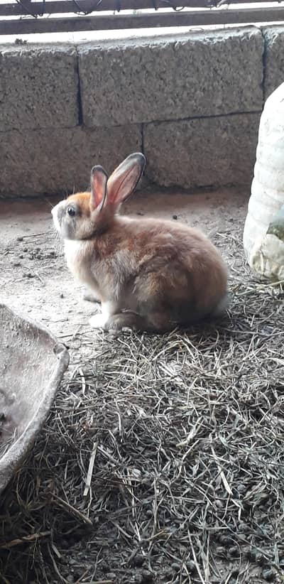 rabbit for sale