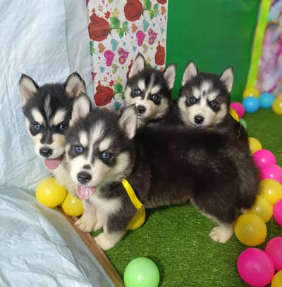 Husky Puppies Pure Quality For Sale
