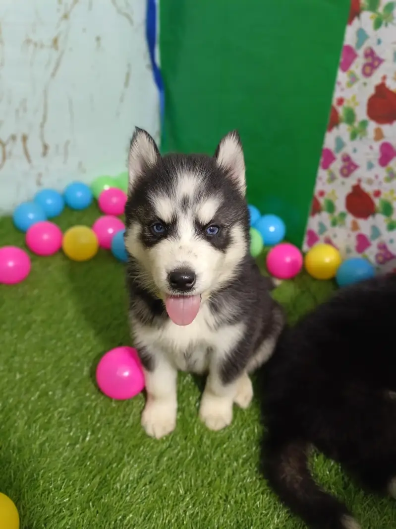 Husky Puppies Pure Quality For Sale — photo 2