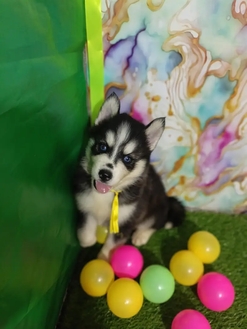 Husky Puppies Pure Quality For Sale — photo 3