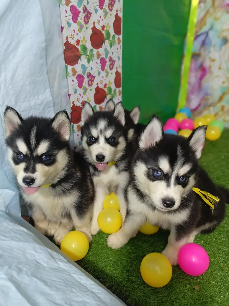 Husky Puppies Pure Quality For Sale — photo 4