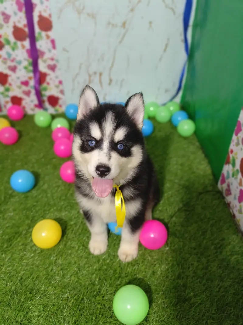 Husky Puppies Pure Quality For Sale — photo 5