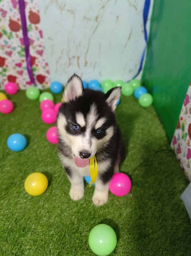 Husky Puppies Pure Quality For Sale — photo 6