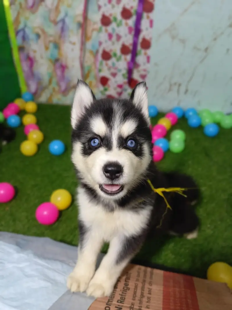 Husky Puppies Pure Quality For Sale — photo 7