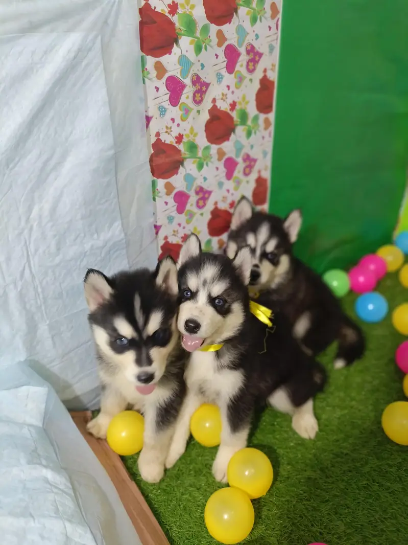 Husky Puppies Pure Quality For Sale — photo 8