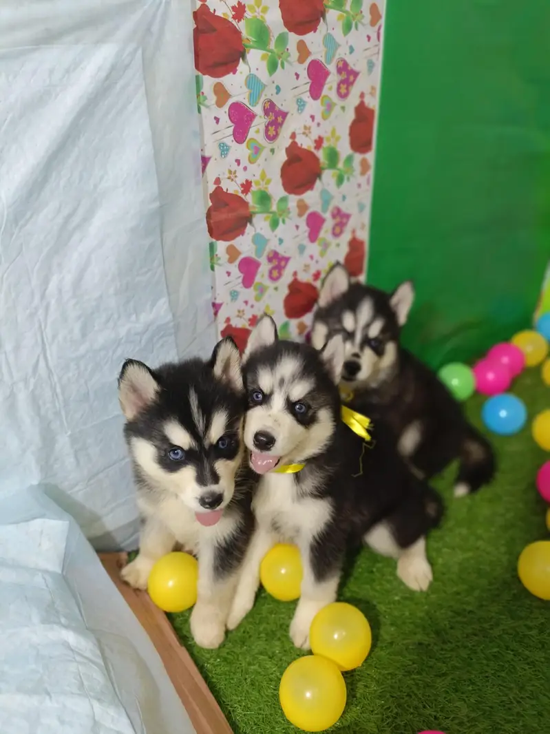 Husky Puppies Pure Quality For Sale — photo 9