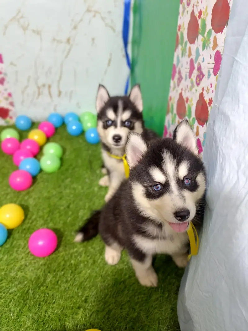 Husky Puppies Pure Quality For Sale — photo 10