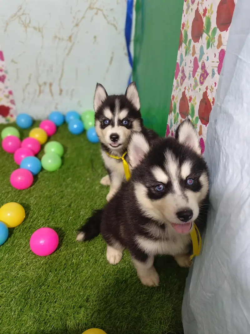 Husky Puppies Pure Quality For Sale — photo 11