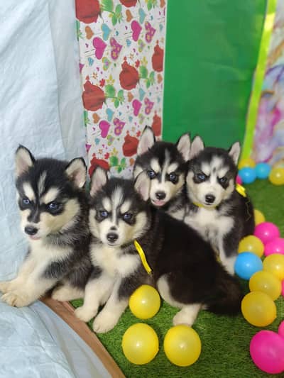 Husky Puppies Pure Quality For Sale