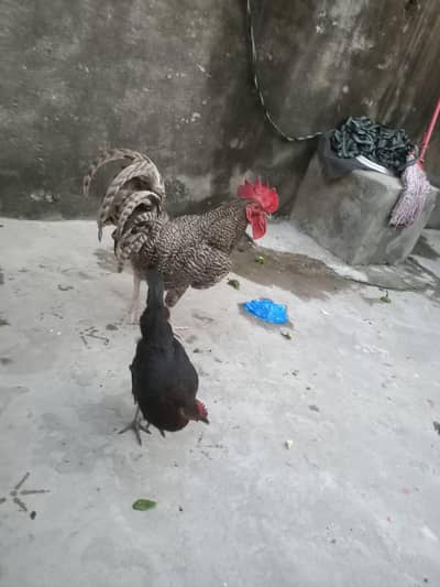 desi hen Plymouth male