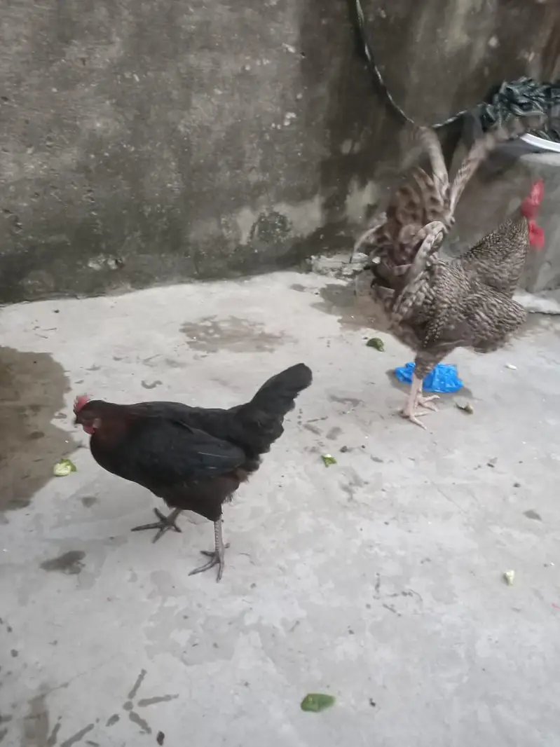 desi hen Plymouth male — photo 3