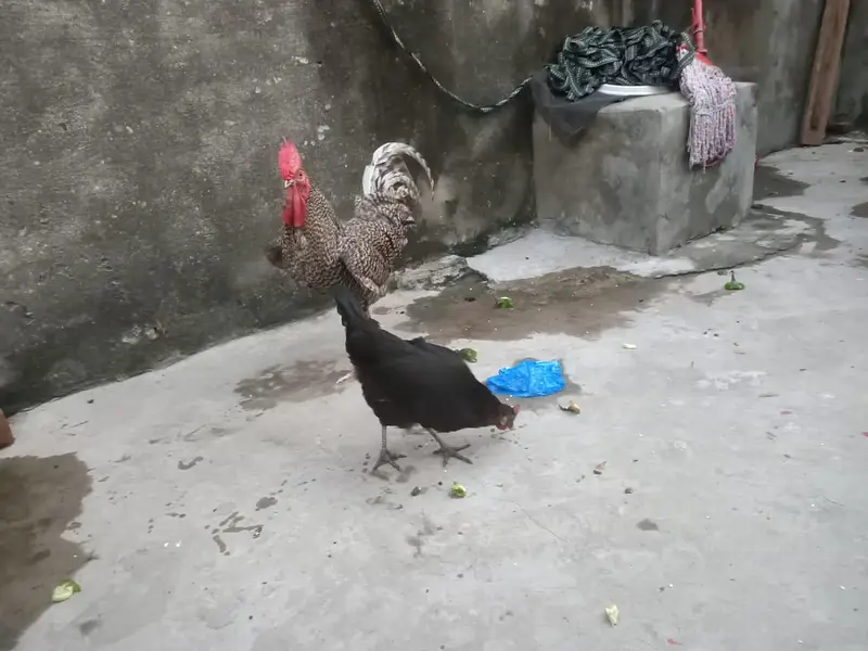 desi hen Plymouth male — photo 4