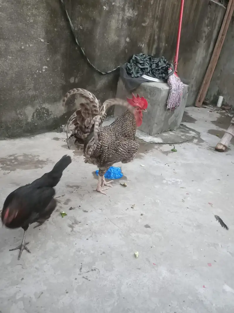 desi hen Plymouth male — photo 6