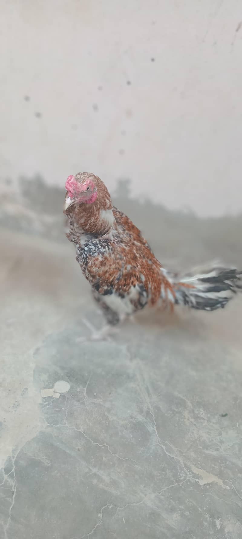 aseel sindhi 2