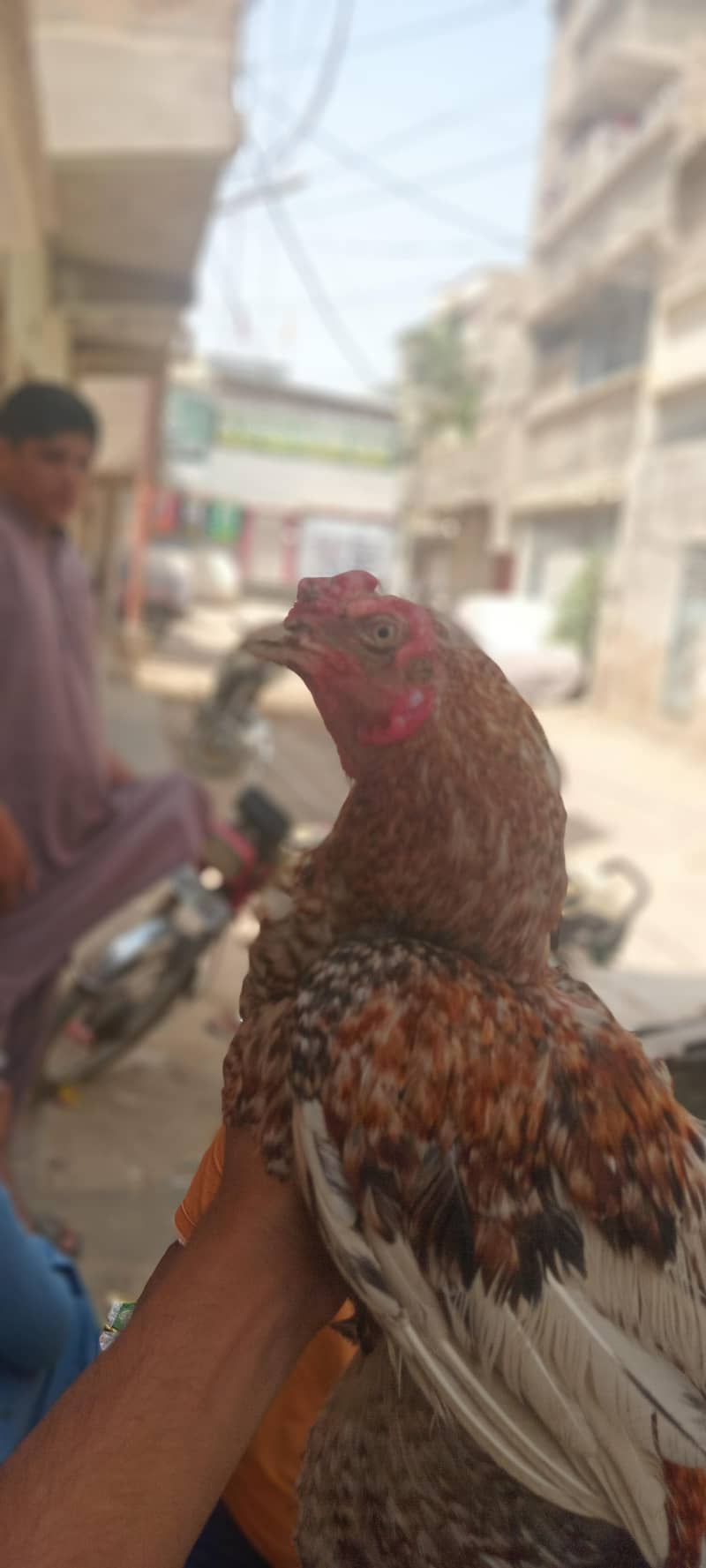 aseel sindhi 4