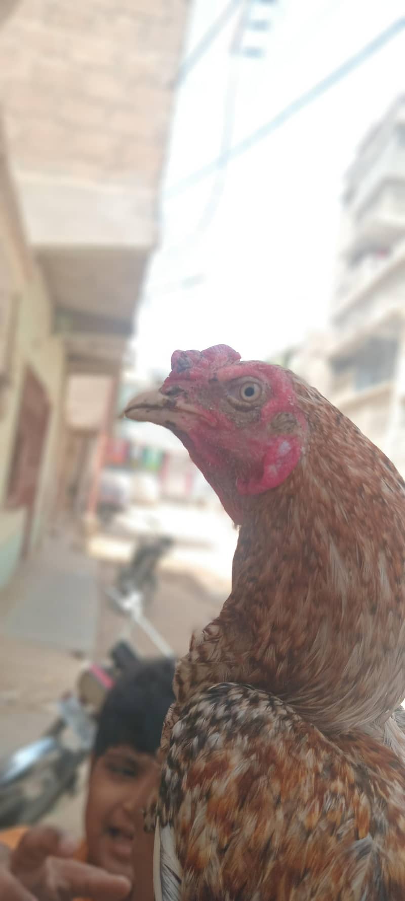 aseel sindhi 5