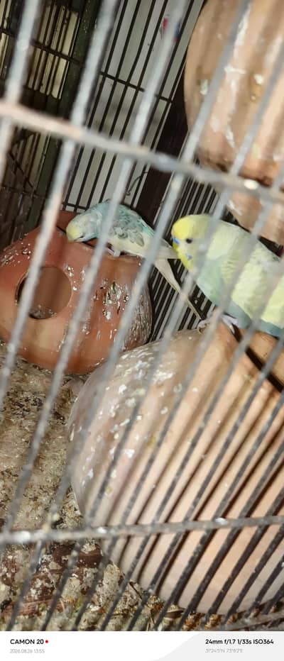 breeders pairs and breeder extra male