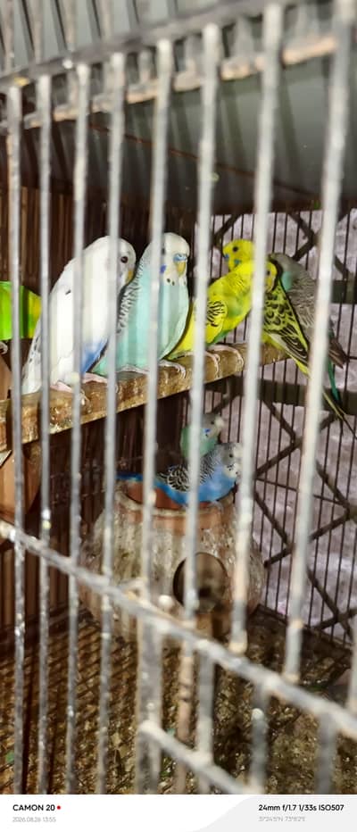 breeder extra males 4