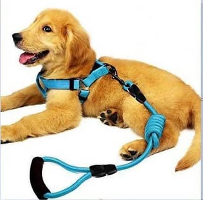 adjustable red nylon collar is designed for dogs