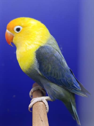LOVE BIRD