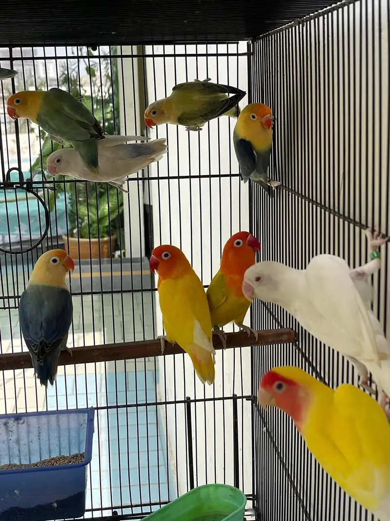 LOVE BIRD — photo 2