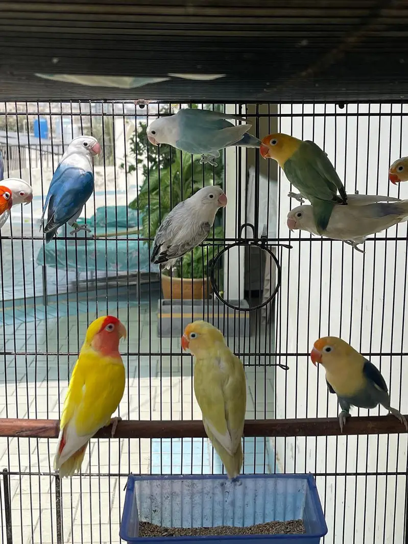 LOVE BIRD — photo 3