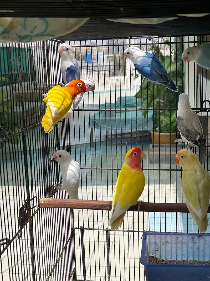 LOVE BIRD — photo 4